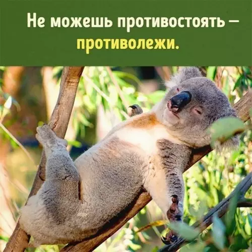 Смешная картинка №292013 Советую