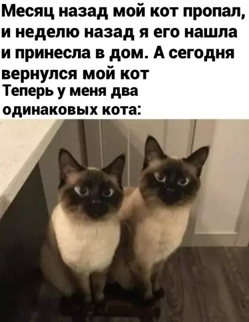 Смешная картинка №632936 коты