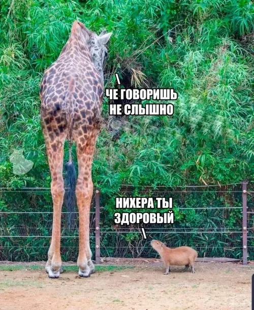 Смешная картинка №779809