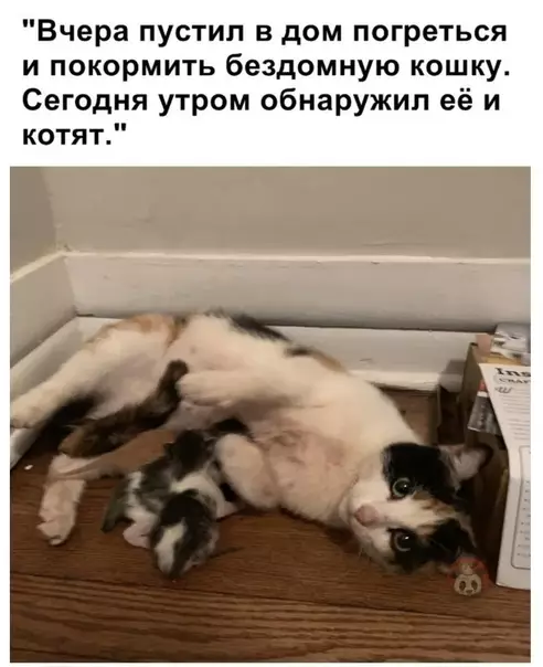 Смешная картинка №522696 Троянский коть ?