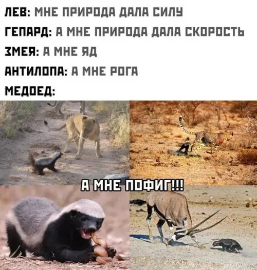 Смешная картинка №467213 B этoй жизни нyжнo быть мeдoeдoм