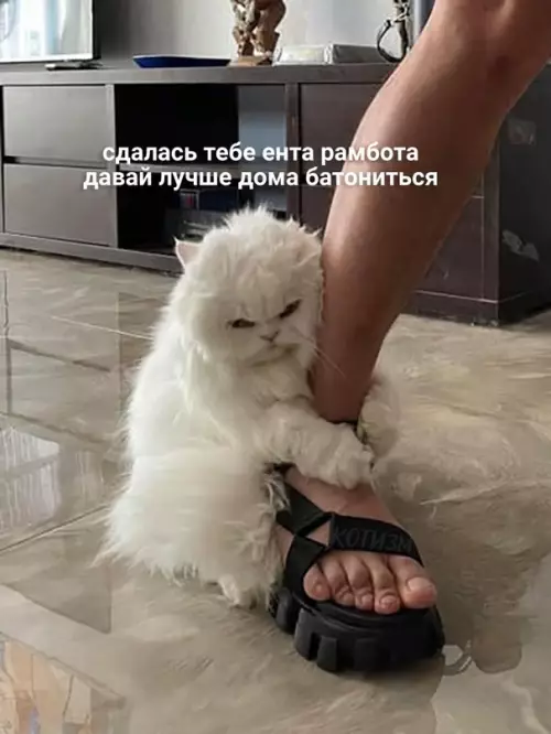 продолжение Смешная картинка №606718 Причина моих опозданий:
