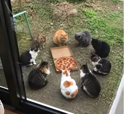 Котэ-пицца партия! 🍕🐈 - Тут текста нет, только жадное мяуканье и запах пепперони
