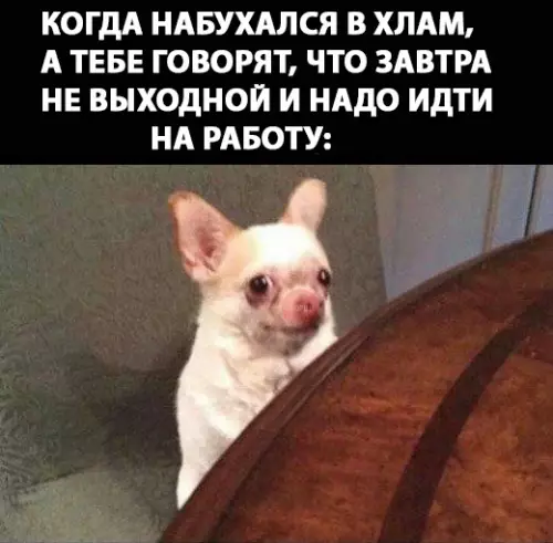 Смешная картинка №280392