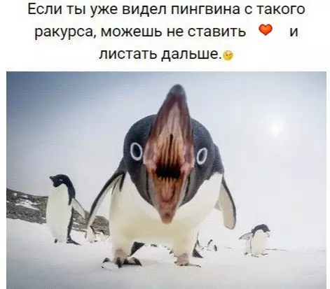 Смешная картинка №176279 пингвин
