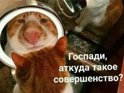 Кот влюбился в свое отражение? 😂 - Госпади, откуда такое совершенство?