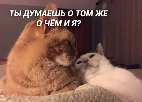 Смешная картинка №409292 Взаимопонимание и гармония