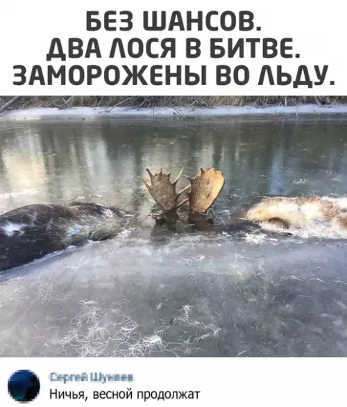 Смешная картинка №516327
