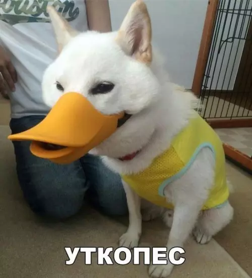 Смешная картинка №243826