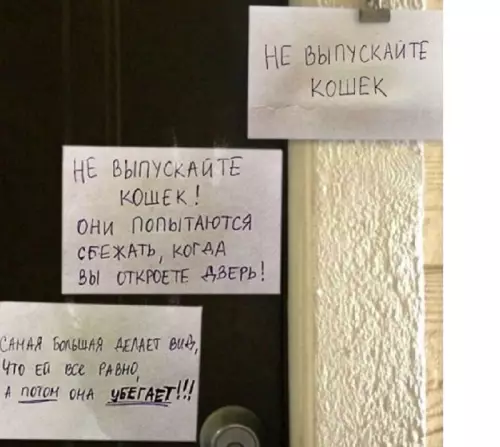 Котэ на вынос не работает - НЕ ВЫПУСКАЙТЕ КОШЕК! ОНИ ПОПЫТАЮТСЯ СБЕЖАТЬ, КОГДА ВЫ ОТКРОЕТЕ ДВЕРЬ!