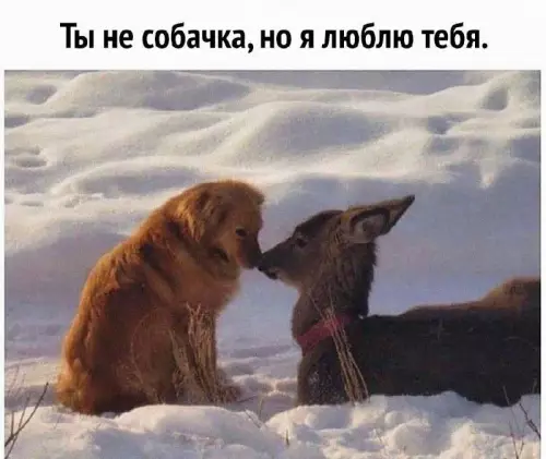 Смешная картинка №683459