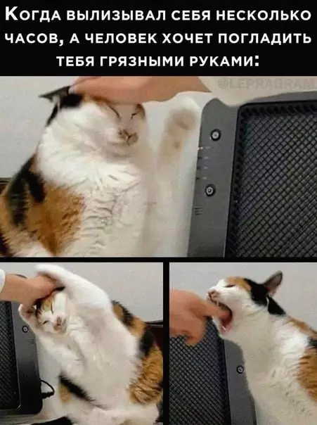 Смешная картинка №671828 Коты