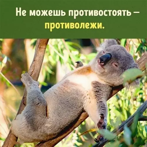 Смешная картинка №377326