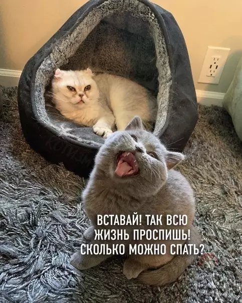 продолжение Смешная картинка №583225 Когда живешь с "жаворонком" ?