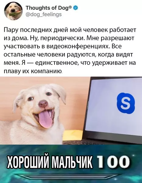 Смешная картинка №493392 собаки