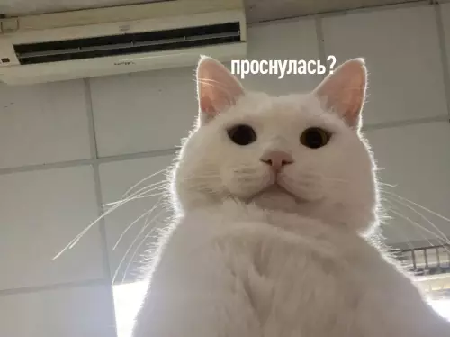 Смешная картинка №650314 никто: 
 
кисулькин в 5 утра: