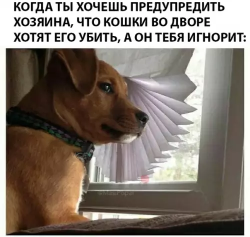 Смешная картинка №284921