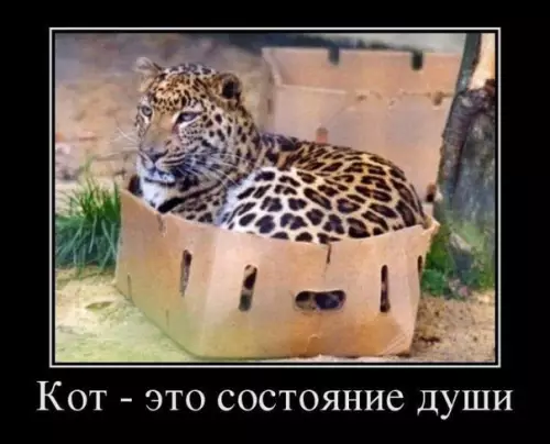 Смешная картинка №182030 коты