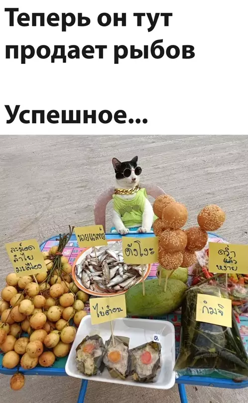 Смешная картинка №643687 коты рыбов