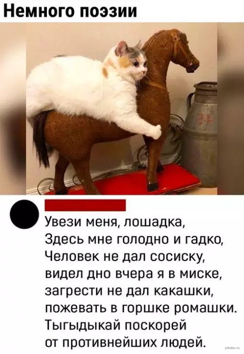 Смешная картинка №649265 кошки