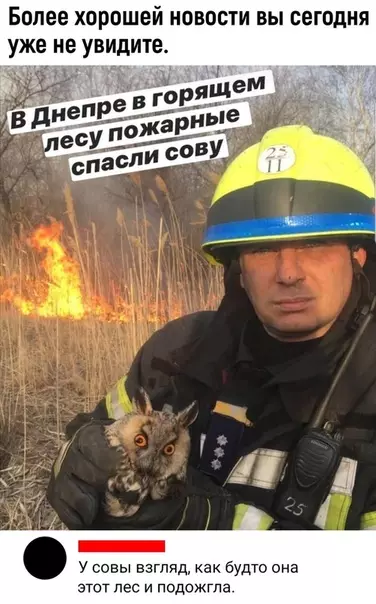 Смешная картинка №537407 Почему в "Что? Где? Когда?" не такие совы?)