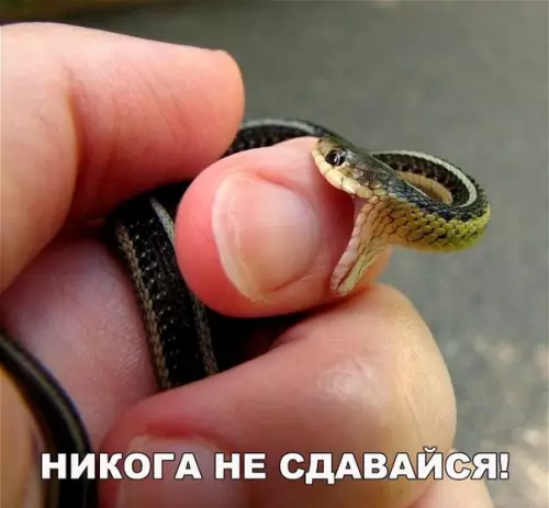 Смешная картинка №194367