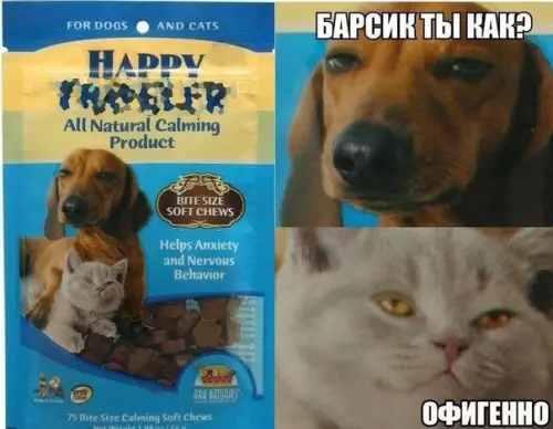 Смешная картинка №382109 В это лакомство явно что-то добавляют...
