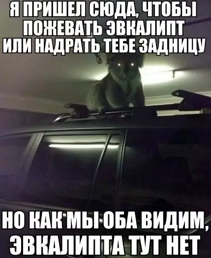 Смешная картинка №205264 коала