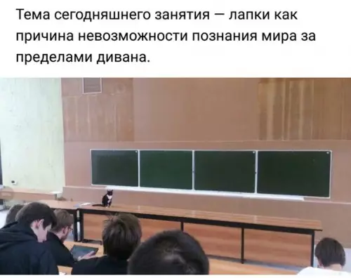 Смешная картинка №217762 коты