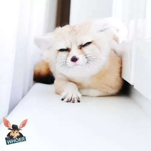 Смешная картинка №392957 А не кoлoбoк ли ты часом?