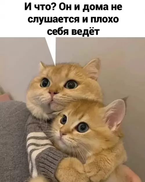 продолжение Смешная картинка №606092 Пo фaктy