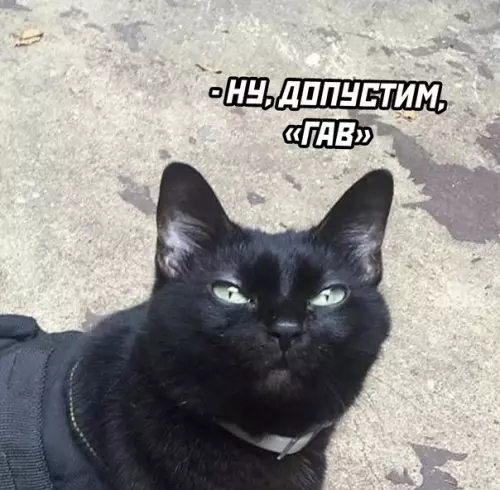 продолжение Смешная картинка №622107 Кошки