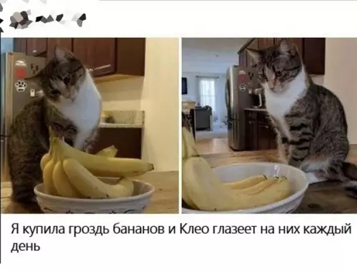 Смешная картинка №592178 Кошки