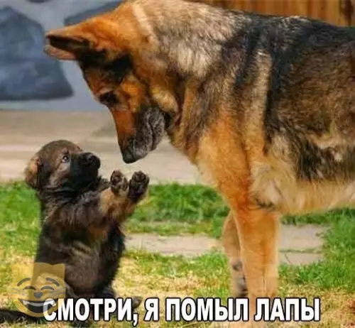 Смешная картинка №337212 #приколы #картинки #мемы ?
