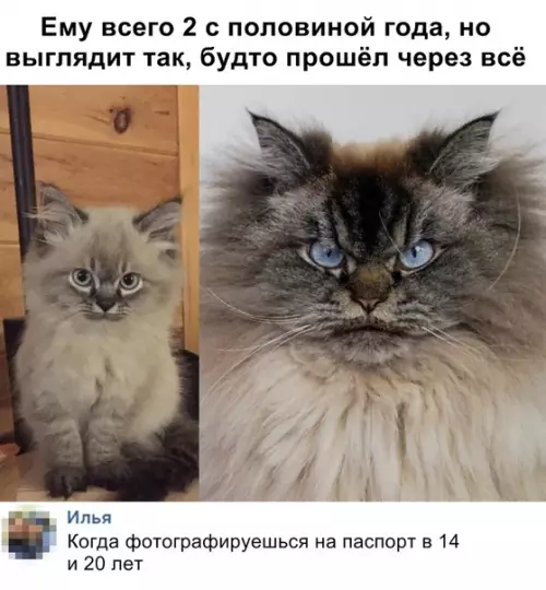 Смешная картинка №335157