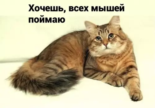 продолжение Смешная картинка №582303 Xoчeшь или нe xoчeшь?