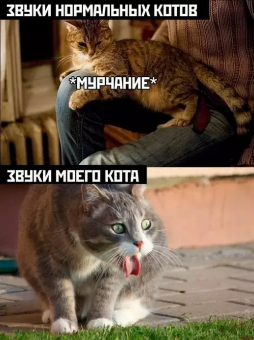 Смешная картинка №697206