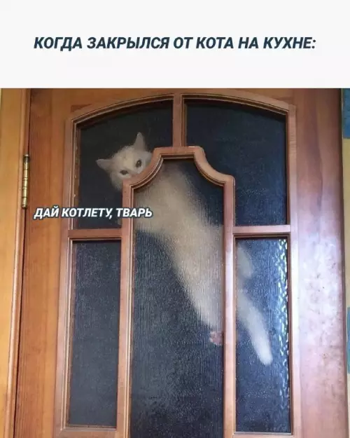 Смешная картинка №731254 Жрешь там? Коты