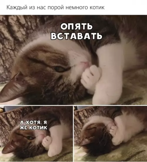 Смешная картинка №508652 Жиза