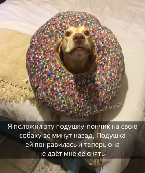 Смешная картинка №548493 Teпepь у тебя лев