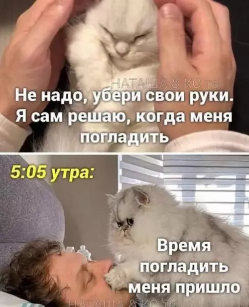 Смешная картинка №691411 Коты