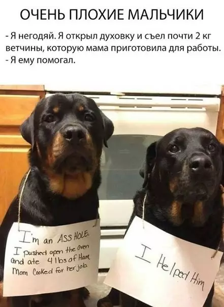 Смешная картинка №420507