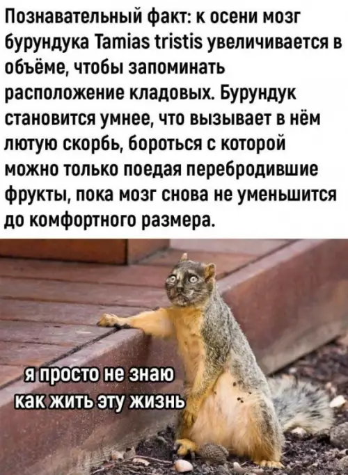 Смешная картинка №725856