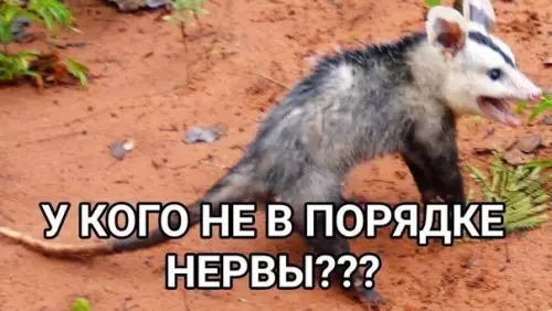 Смешная картинка №502579 Пcихическое состояниe: опоссумкa.