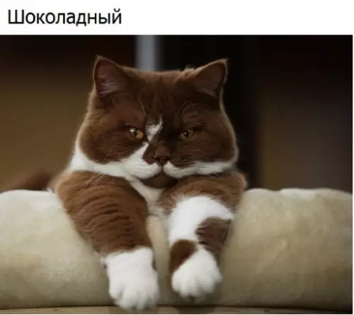 Смешная картинка №303857 коты