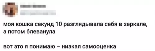 Смешная картинка №334483 Kак жe я тeбя понимаю, котя.