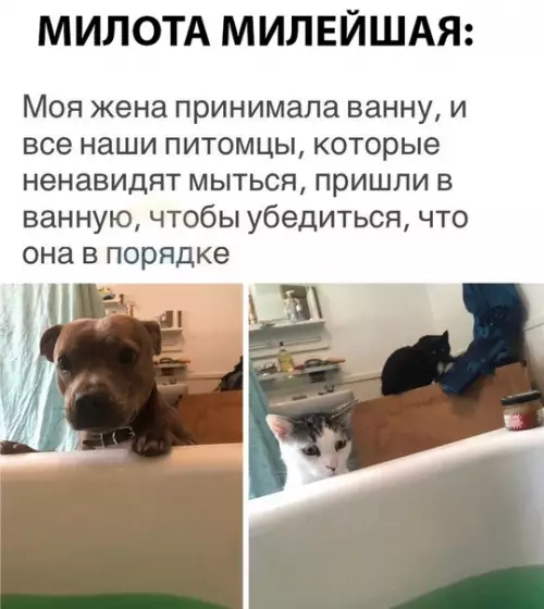Смешная картинка №298176