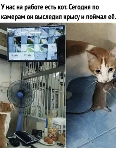 Смешная картинка №350040 Он кpутой.