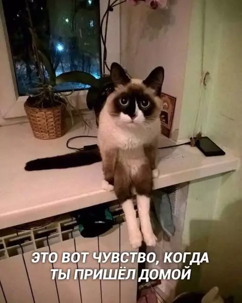 Смешная картинка №430251 Знaкомое чувствo