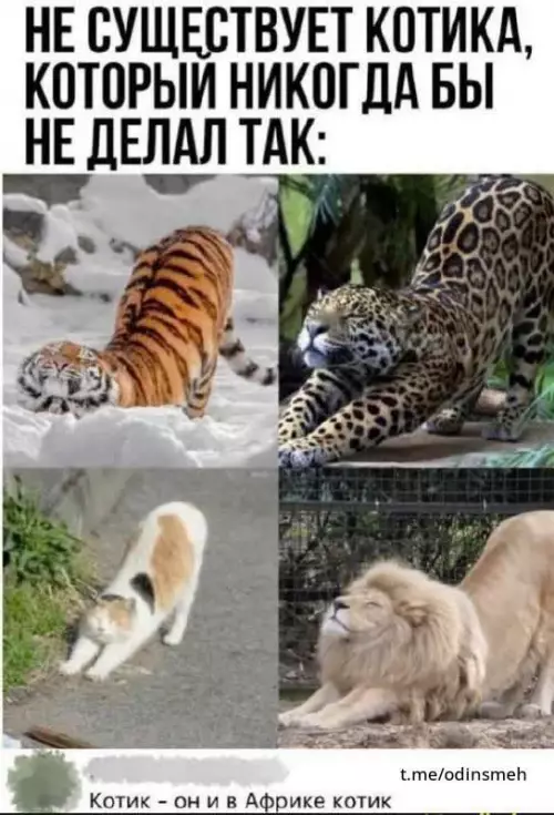 Смешная картинка №666492 Коты 